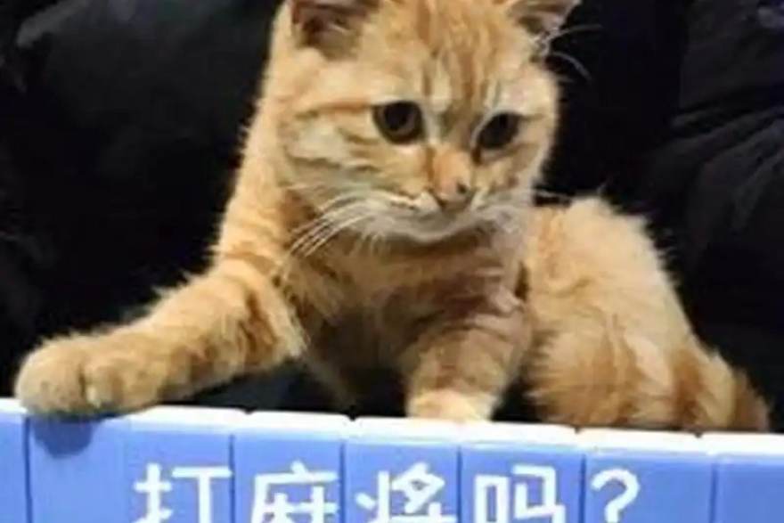 秋季训练如何科学上量？优迈体育带你读懂周期化训练的门道